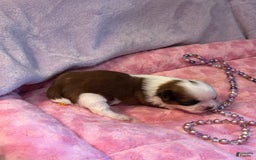 Shih Tzu dogs for sale: Jade - Image 1