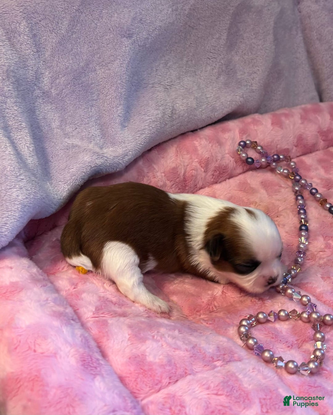 Shih Tzu dogs for sale: Jade - Image 1