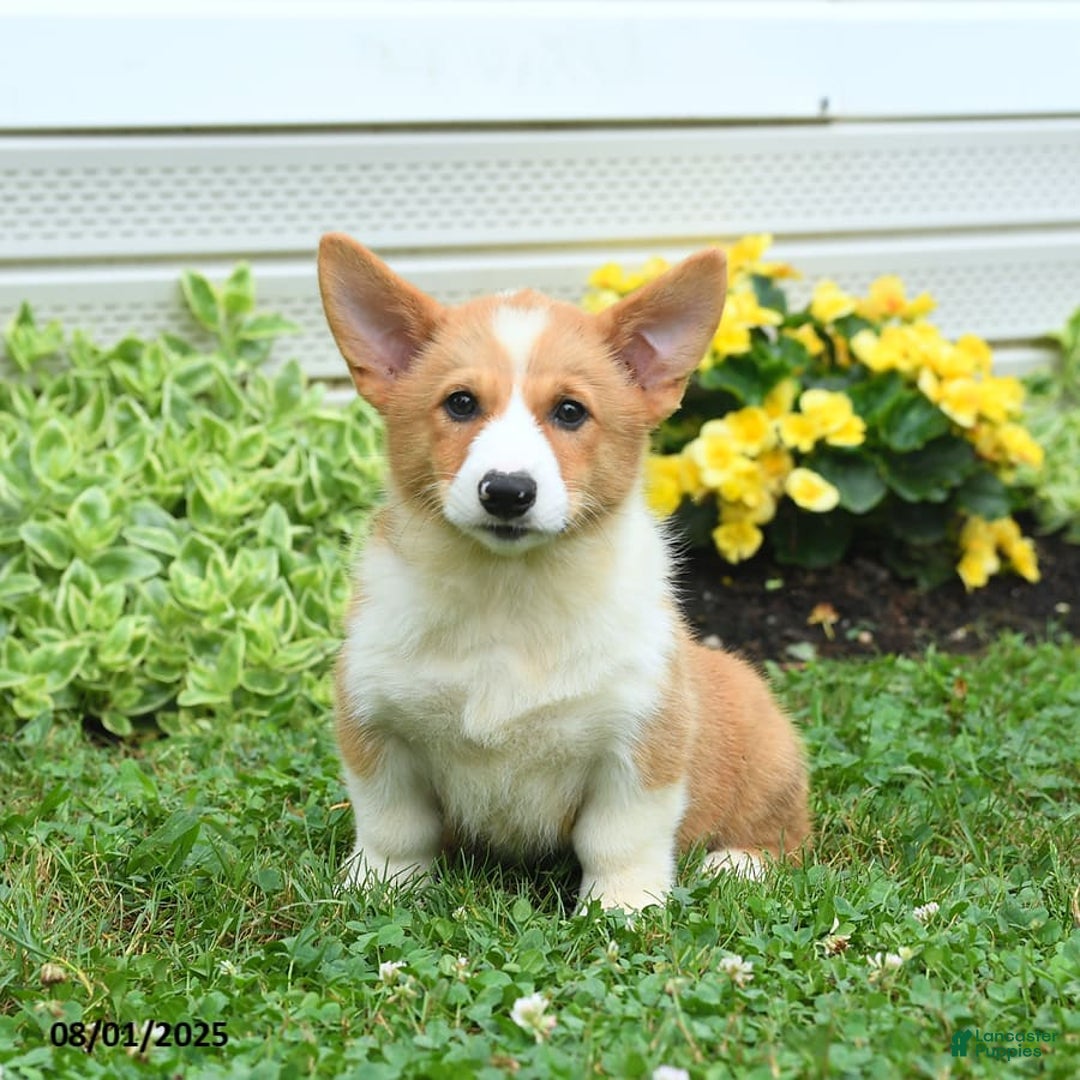 Welsh Corgi Pembroke dogs for sale: Rusty - Image 6
