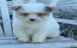 Miniature Poodle dogs for sale: Betsy - Image 6