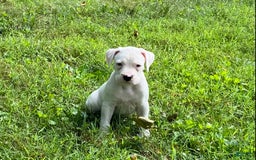 Boxer dogs for sale: Scott - Image 2
