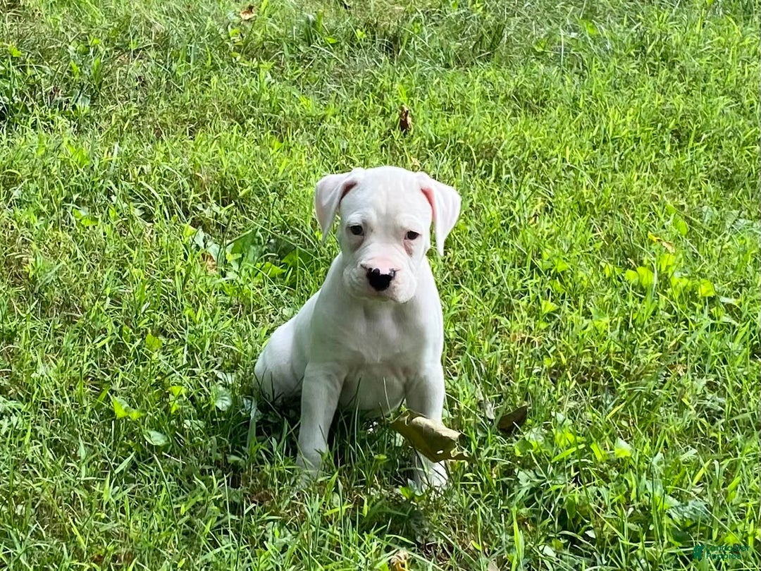 Boxer dogs for sale: Scott - Image 2