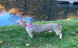 French Bulldog dogs for sale: Nila - Image 27