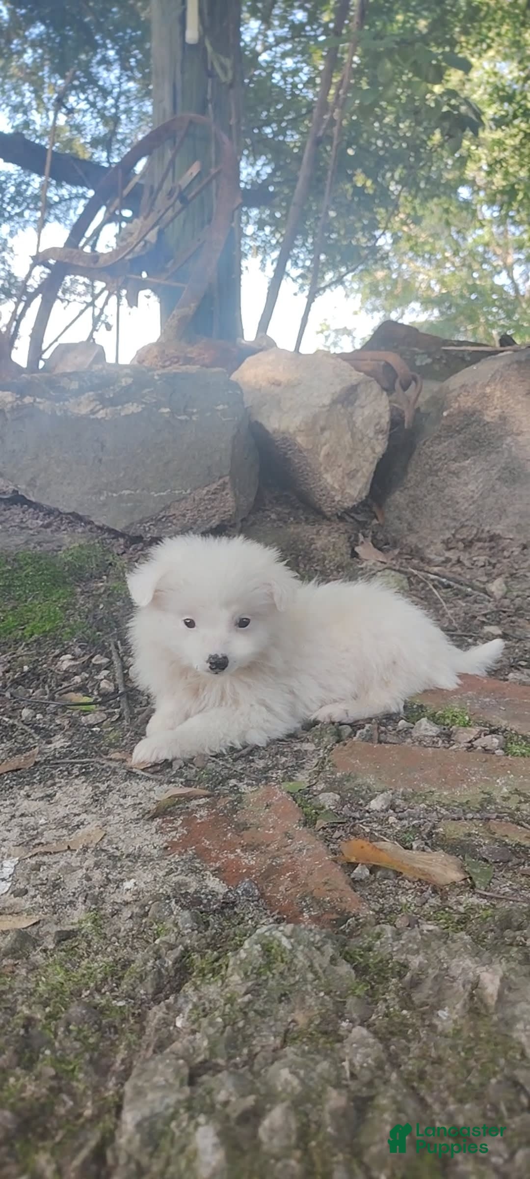 Siberian Husky dogs for sale: Kaya - Image 7