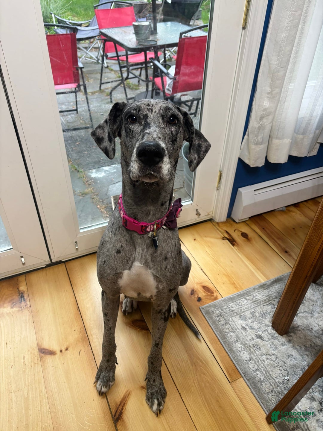 Great Dane dogs for sale: Purple - Image 5