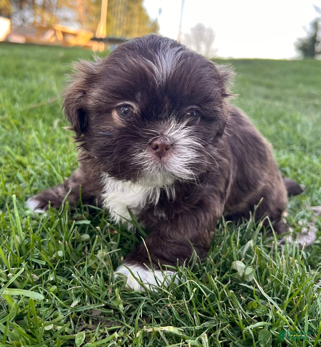 Shih Tzu dogs for sale: Snickers Aca - Image 8