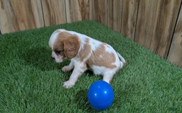 Cavalier King Charles Spaniel dogs for sale: Stardust Boy 1 - Image 8