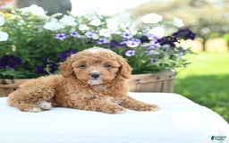 Cavapoo dogs for sale: Snickers - Image 4