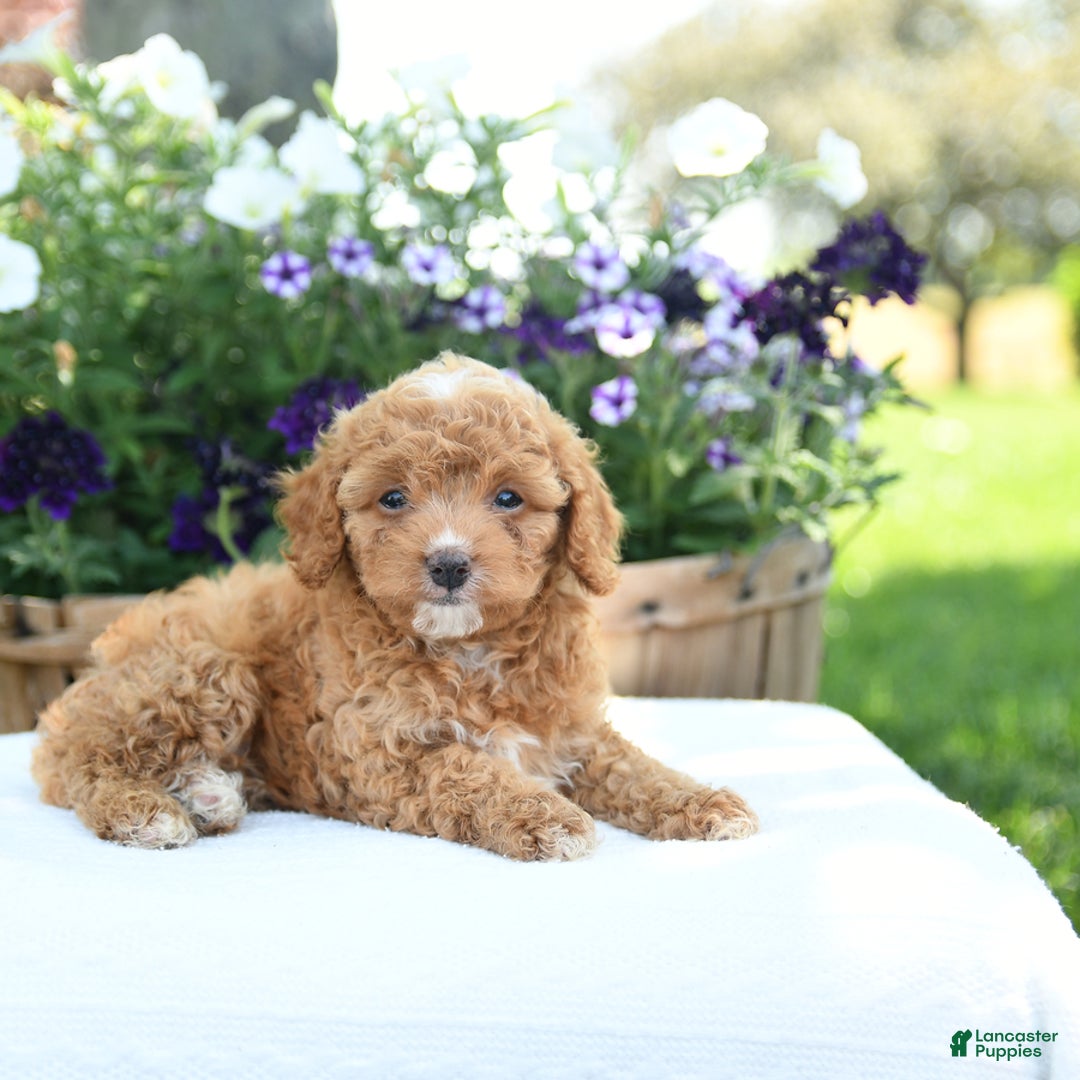 Cavapoo dogs for sale: Snickers - Image 4