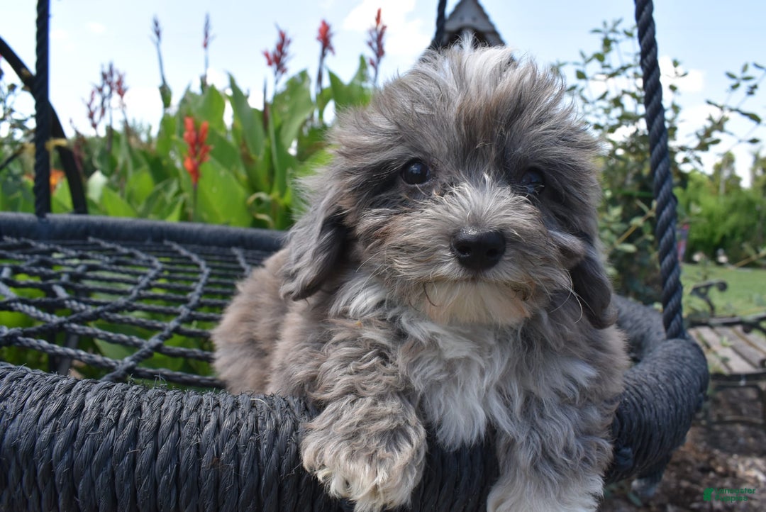 Havapoo dogs for sale: Zorro - Image 18