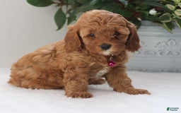 Cavapoo dogs for sale: Clover - Image 1