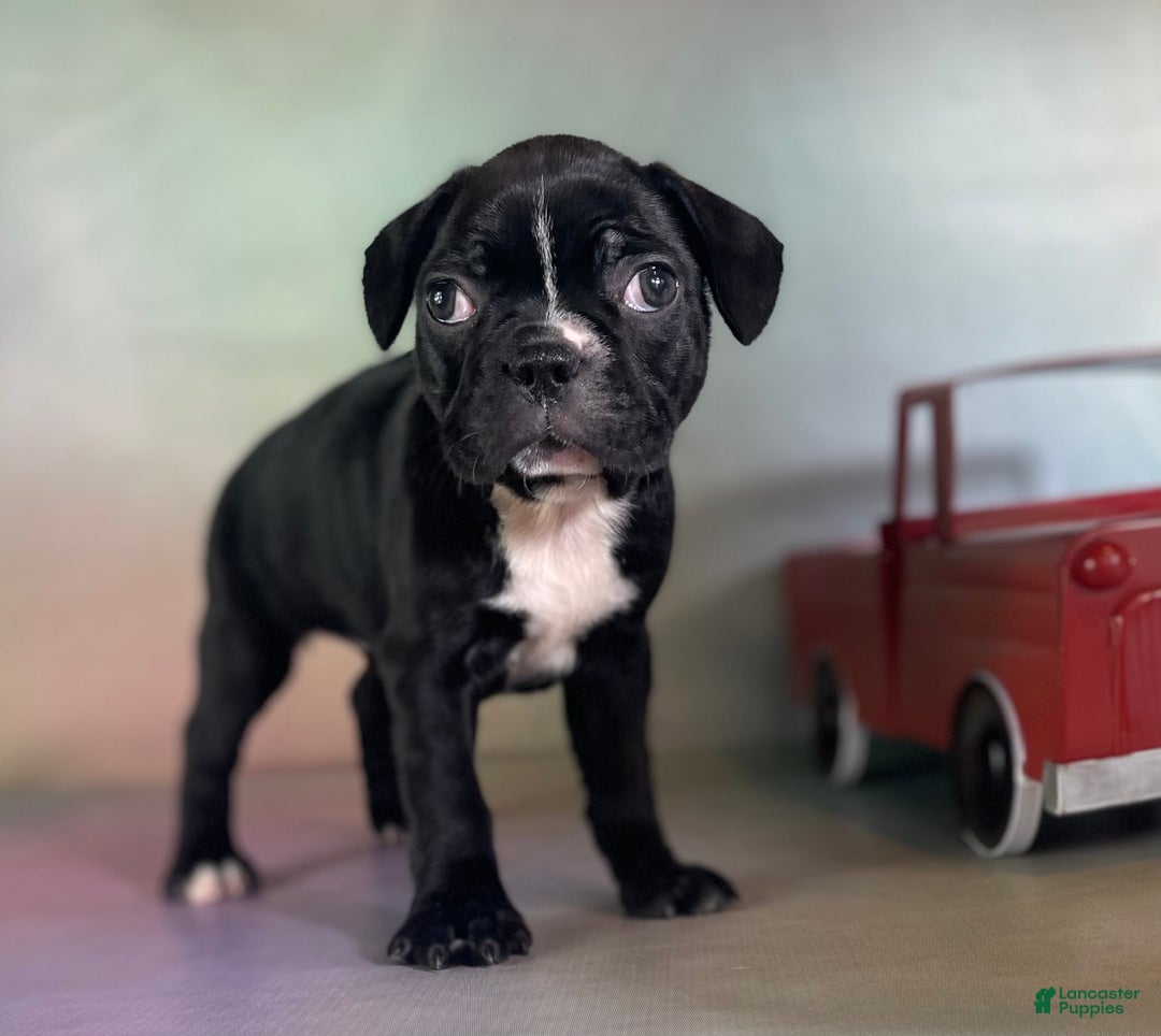 Frenchton dogs for sale: Cora Dna Clear - Image 2