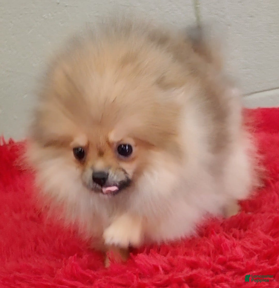 Pomeranian dogs for sale: Tiny poppy - Image 4