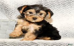 Yorkshire Terrier dogs for sale: Angie - Image 9