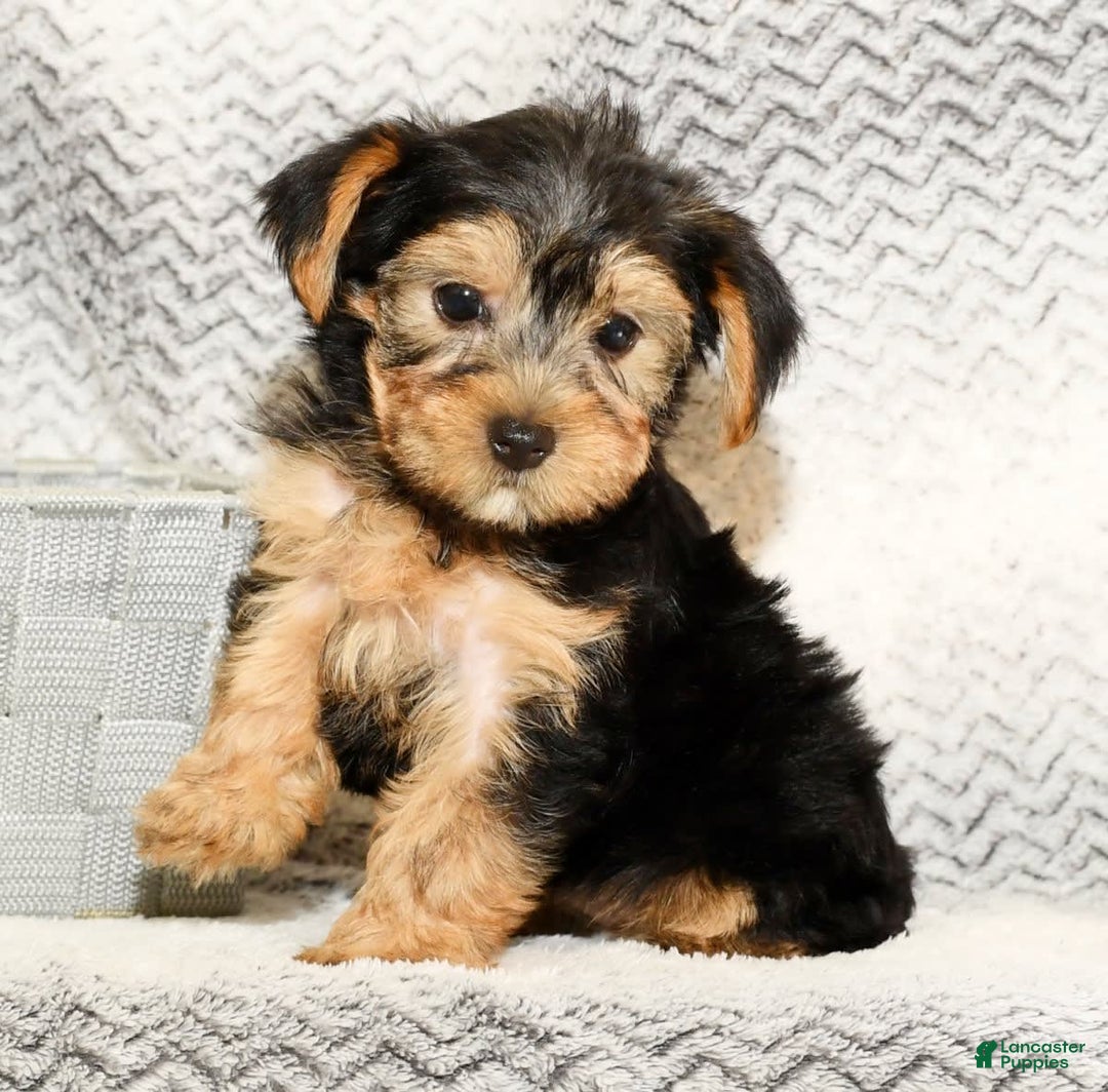 Yorkshire Terrier dogs for sale: Angie - Image 9