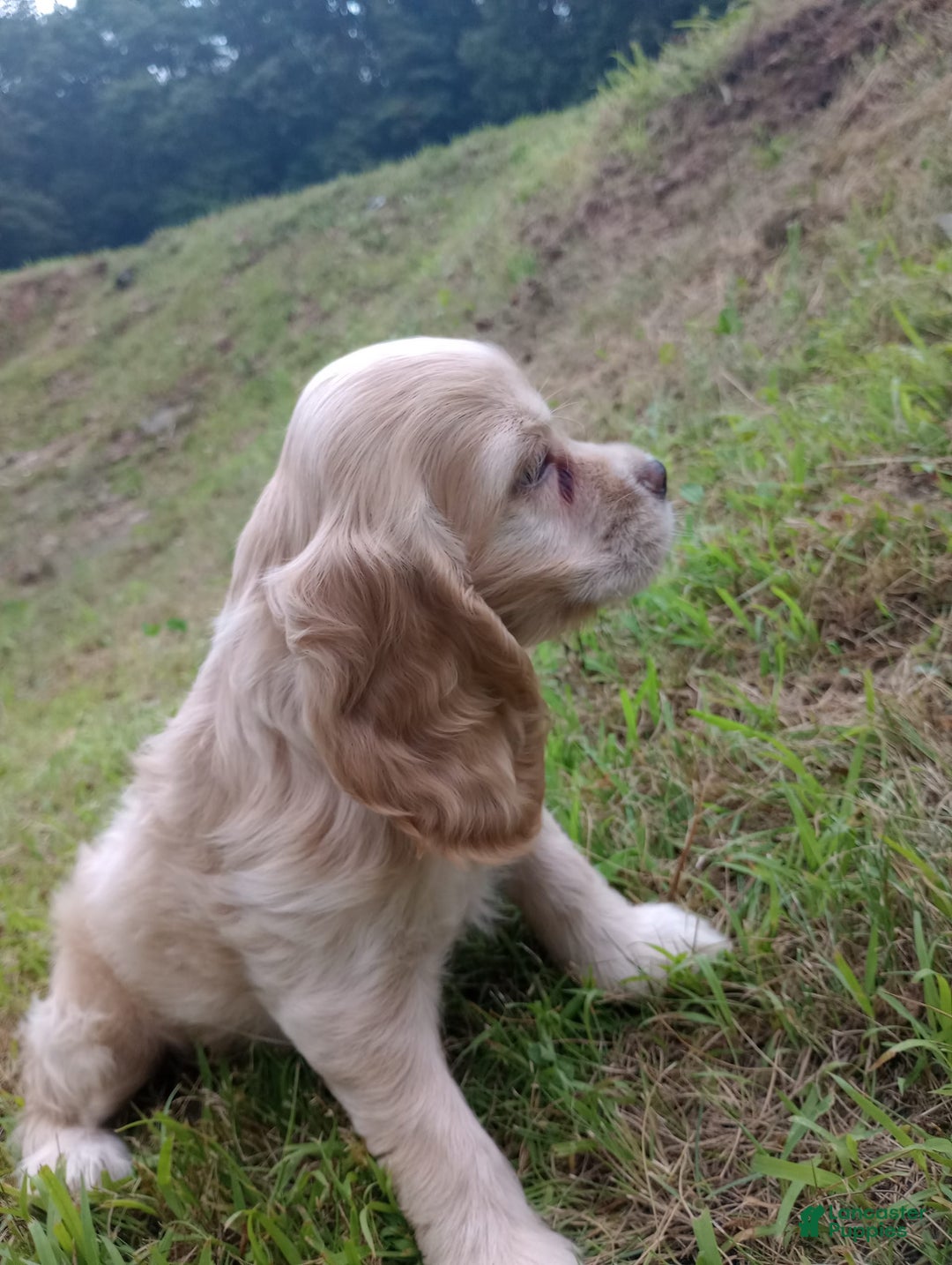 Cocker Spaniel dogs for sale: Marshmallow - Image 9
