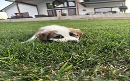 Saint Bernard dogs for sale: Jane Doe - Image 2