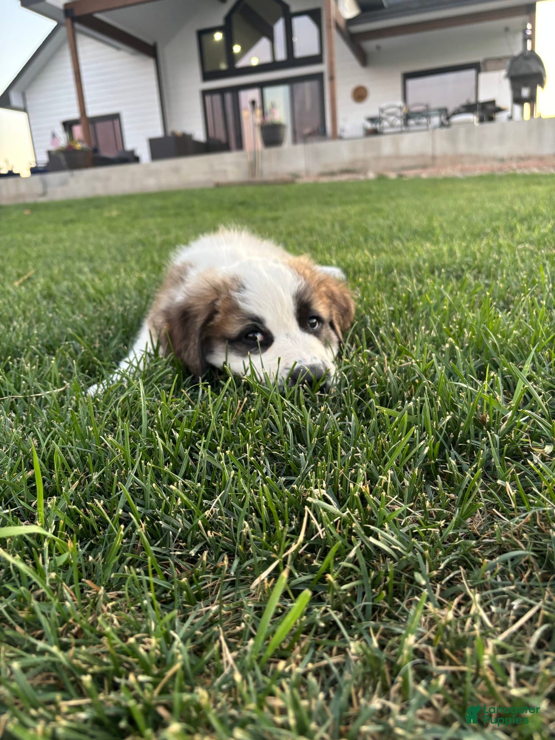 Saint Bernard dogs for sale: Jane Doe - Image 2