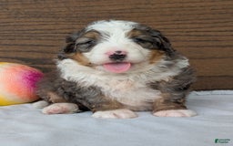 Mini Bernedoodle dogs for sale: Koda - Image 14