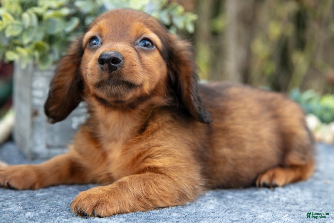Miniature Dachshund dogs for sale: Madden - Image 2