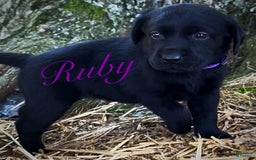 Labrador Retriever dogs for sale: Ruby - Image 9