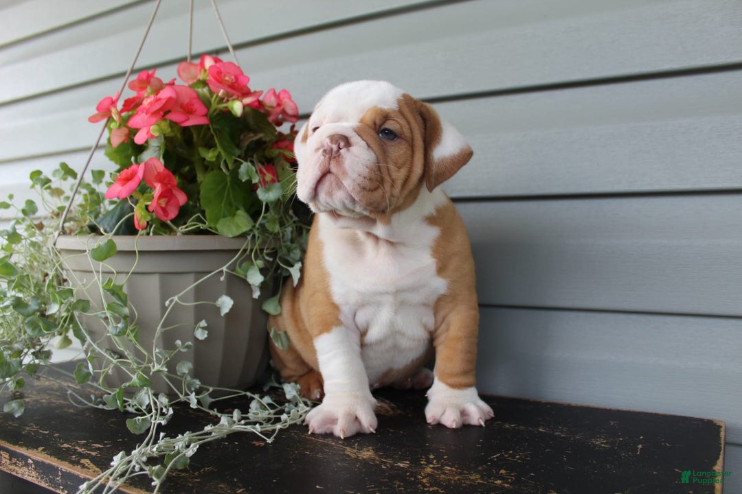English Bulldog dogs for sale: Rippley - Image 9