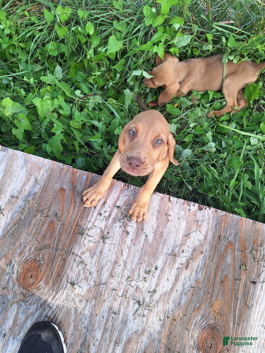 Bloodhound dogs for sale: Red - Image 3