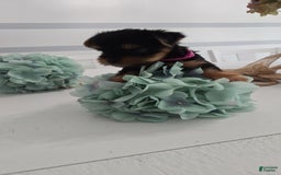 Yorkshire Terrier dogs for sale: Blue - Image 2