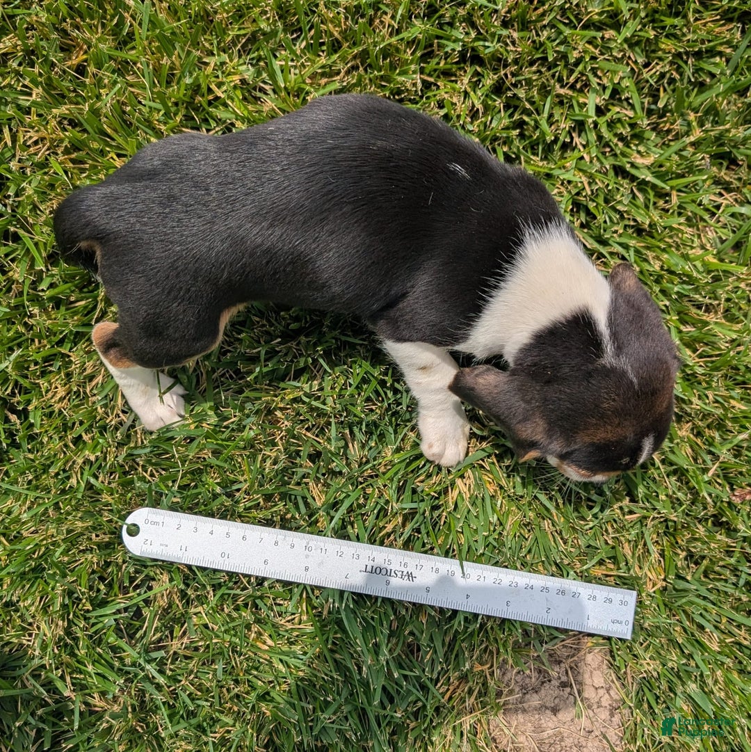 Beagle dogs for sale: Pistacio - Image 2