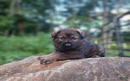 German Shepherd dogs for sale: Karma - Image 13