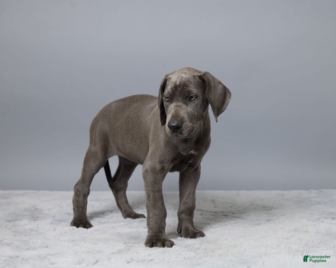 Great Dane dogs for sale: Trisha - Image 5