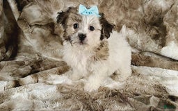 Teddy Bear dogs for sale: Toni - Image 1