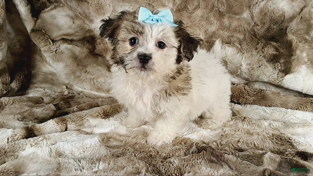 Teddy Bear dogs for sale: Toni - Image 1