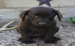 Labrador Retriever dogs for sale: Annabelle - Image 1