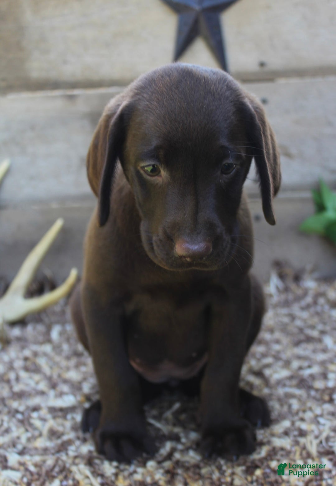 Labrador Retriever dogs for sale: Annabelle - Image 1