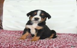 Greater Swiss Mountain Dog dogs for sale: Harvey - Image 11