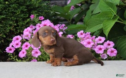 Dachshund dogs for sale: Prince - Image 3
