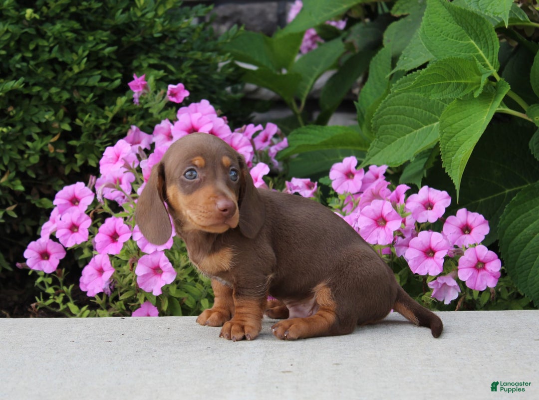Dachshund dogs for sale: Prince - Image 3