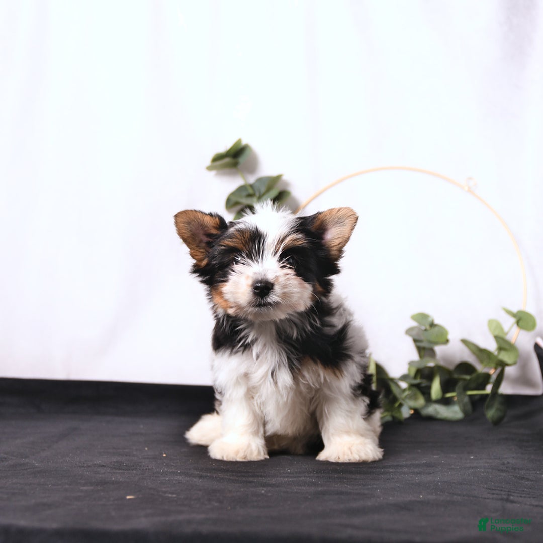 Biewer Terrier dogs for sale: Atlas - Image 2