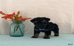 Yorkiepoo dogs for sale: Jordan - Image 3