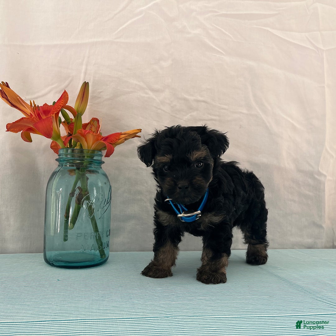 Yorkiepoo dogs for sale: Jordan - Image 3