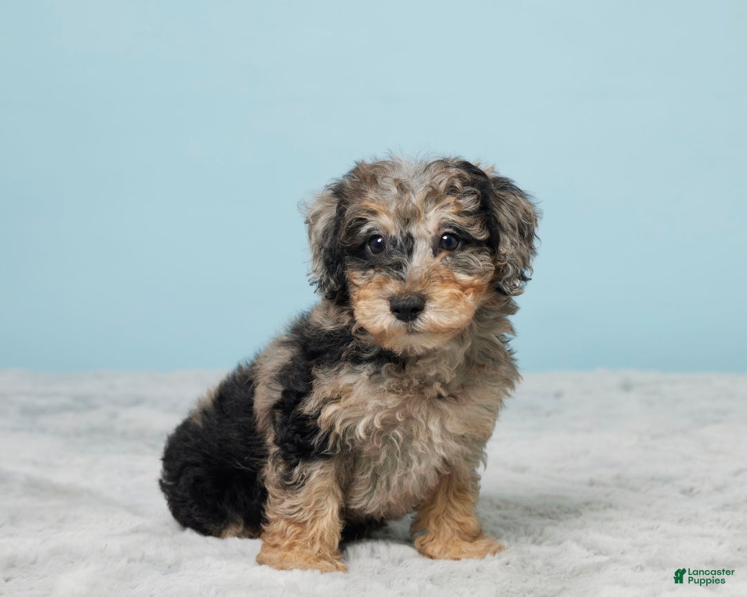 Miniature Poodle dogs for sale: Sage - Image 5