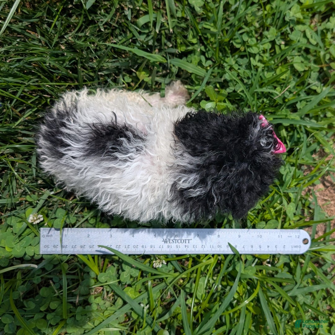 Toy Poodle dogs for sale: Toy Poodle 4 puppies - Image 31
