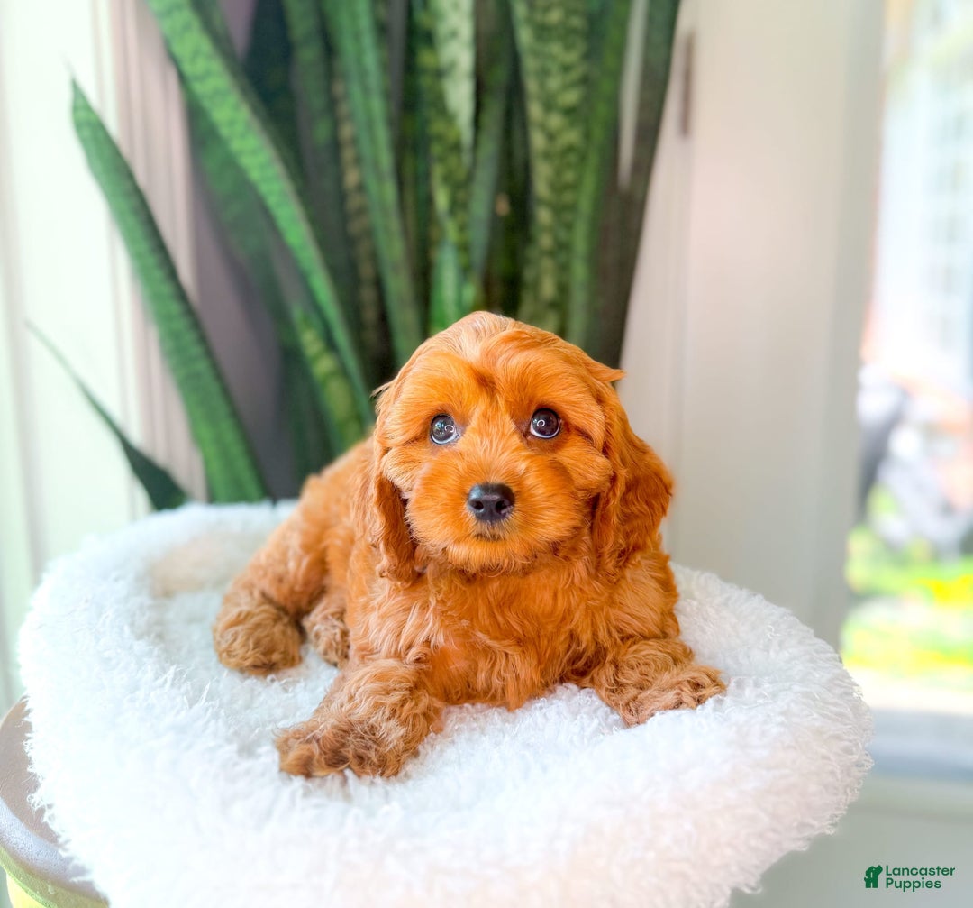 Cavapoo dogs for sale: Isaiah - Image 6