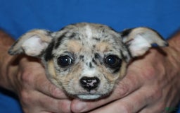 Chihuahua dogs for sale: Irvin - Image 3
