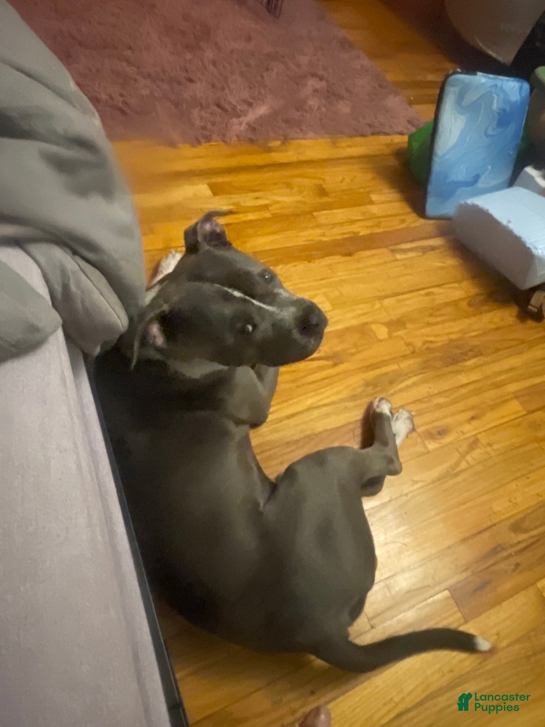 American Staffordshire Terrier dogs for sale: Gizmo - Image 7