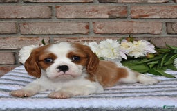 Cavalier King Charles Spaniel dogs for sale: Sparky - Image 1