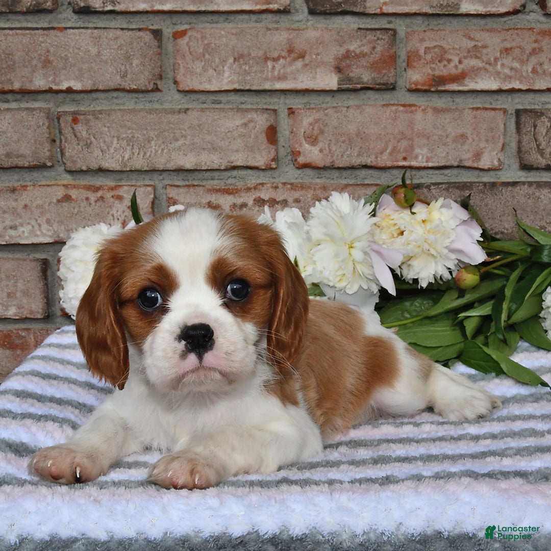 Cavalier King Charles Spaniel dogs for sale: Sparky - Image 1