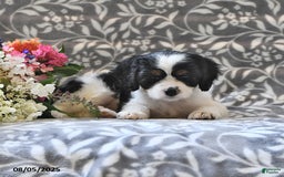 Cavapoo dogs for sale: Beauty - Image 2