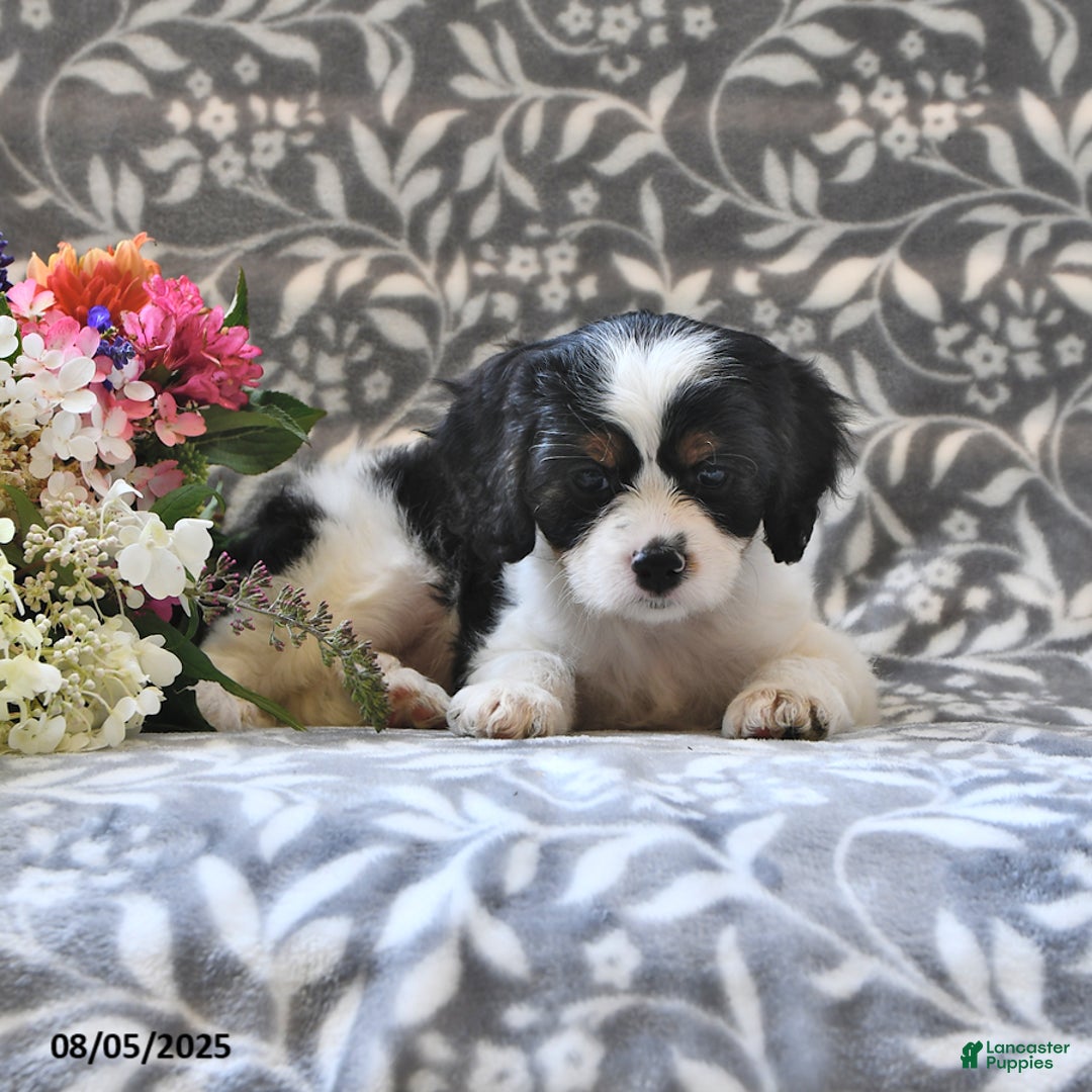 Cavapoo dogs for sale: Beauty - Image 2